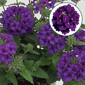 Bild von Verbena P12 Blue